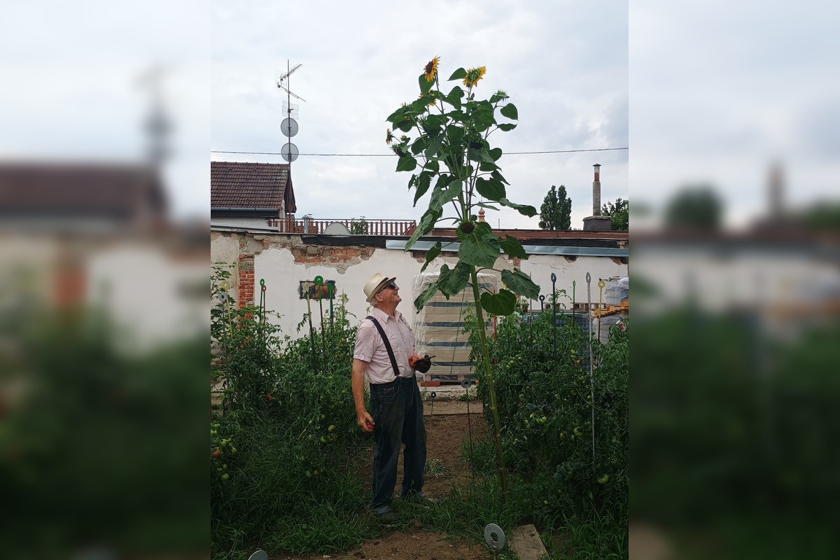 FOTO: Hlohovčanom sa podarilo vypestovať nadrozmerné slnečnice, foto 3