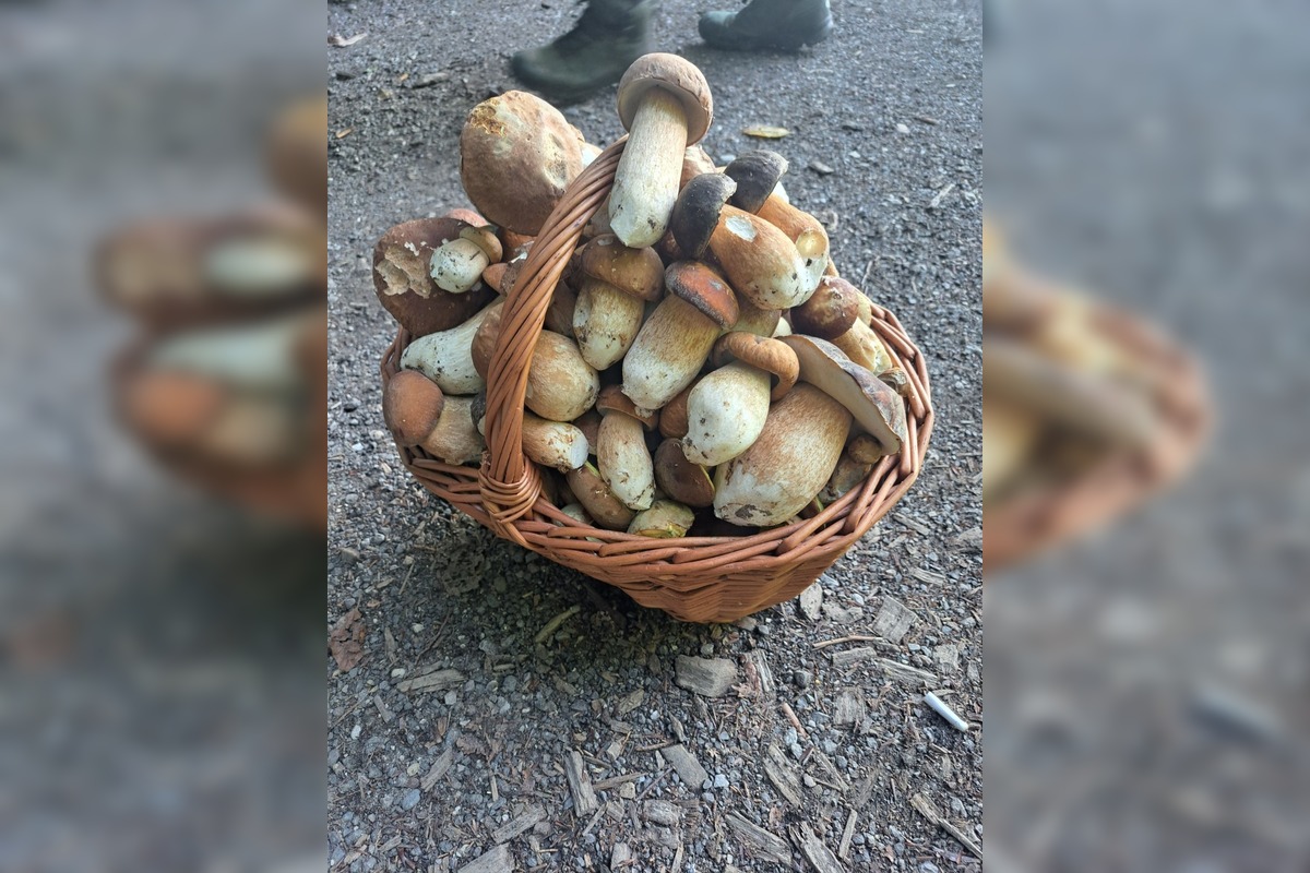 FOTO: Hubárske úlovky z okolia Trnavského kraja, foto 1