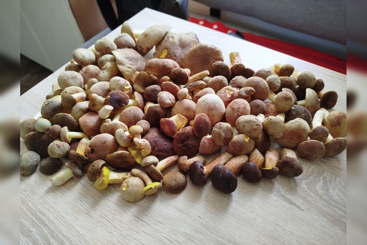 FOTO: Hubárske úlovky z okolia Trnavského kraja, foto 2