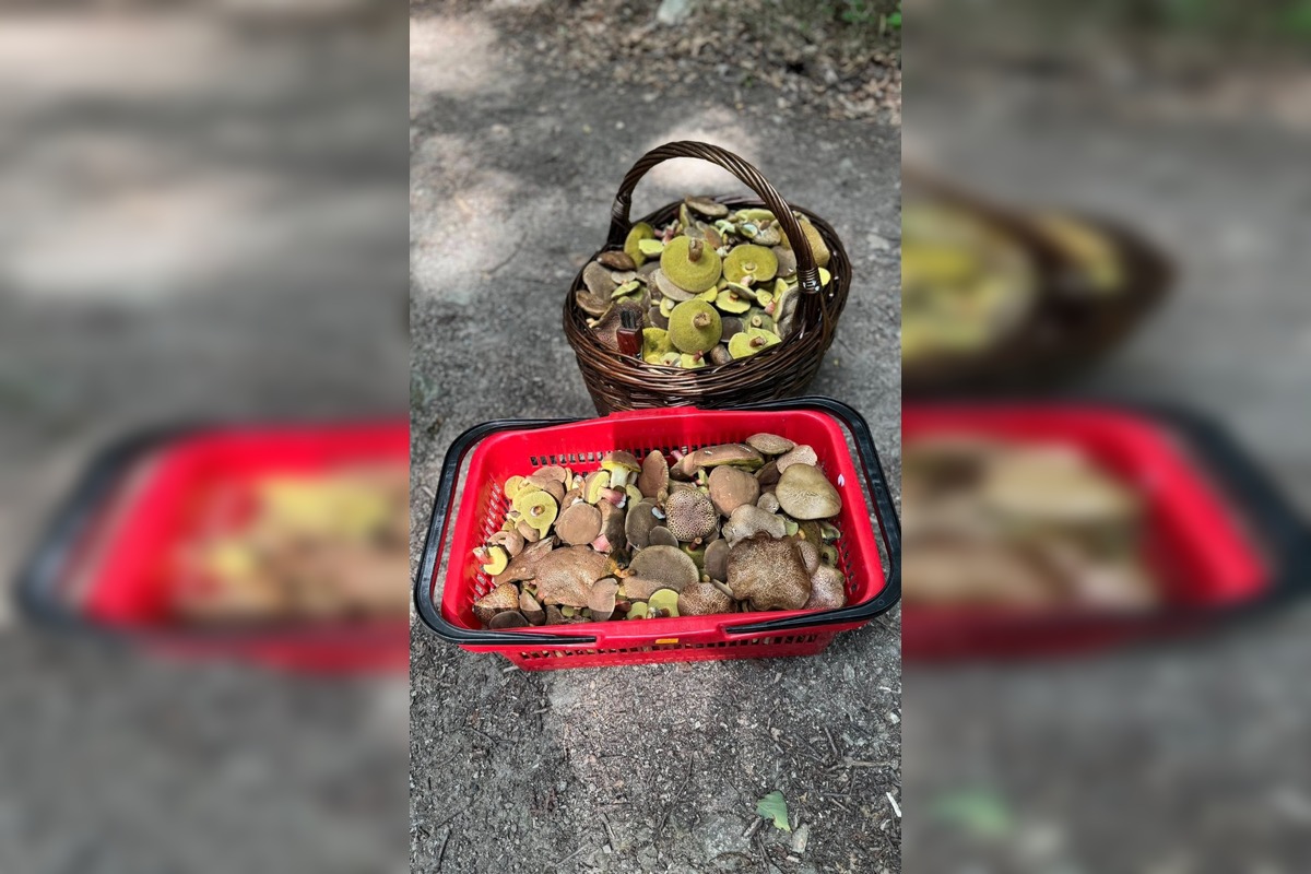 FOTO: Hubárske úlovky z okolia Trnavského kraja, foto 3