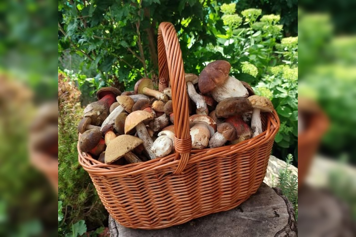 FOTO: Hubárske úlovky z okolia Trnavského kraja, foto 4