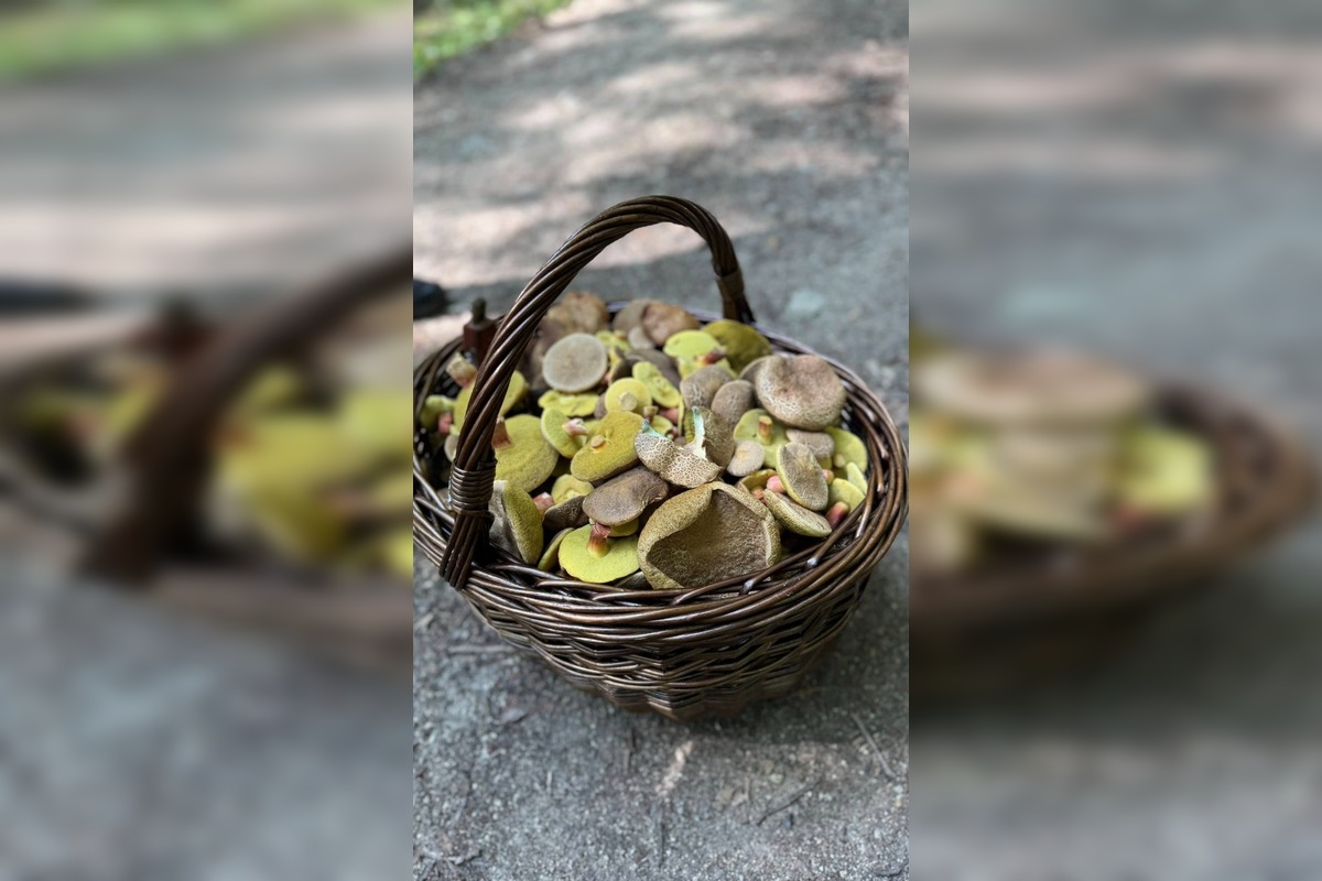 FOTO: Hubárske úlovky z okolia Trnavského kraja, foto 5