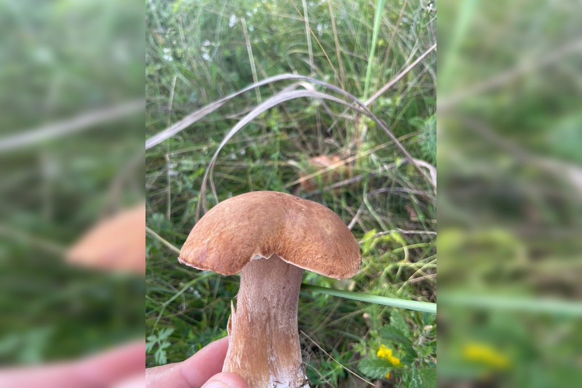 FOTO: Hubárske úlovky z okolia Trnavského kraja, foto 6