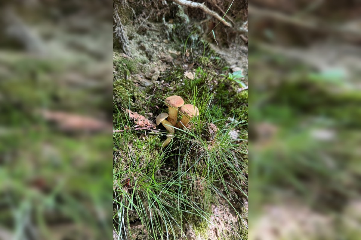 FOTO: Hubárske úlovky z okolia Trnavského kraja, foto 7