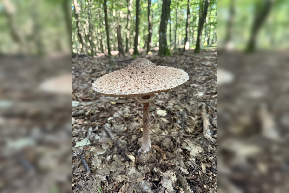 FOTO: Hubárske úlovky z okolia Trnavského kraja, foto 8