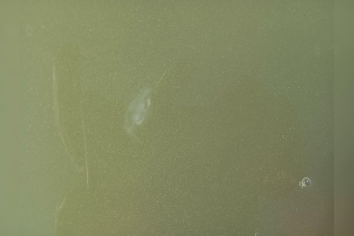 FOTO: Medúzky na Zlatých pieskoch a na Draždiaku, foto 2