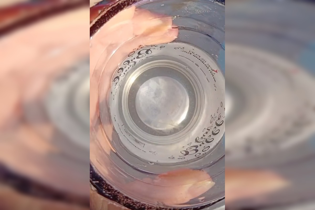 FOTO: Medúzky na Zlatých pieskoch a na Draždiaku, foto 6