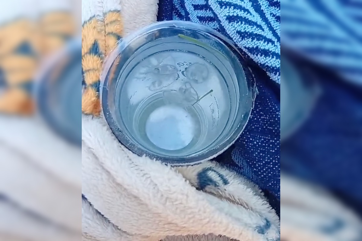 FOTO: Medúzky na Zlatých pieskoch a na Draždiaku, foto 7