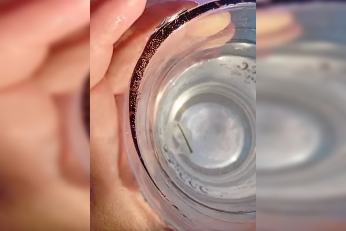 FOTO: Medúzky na Zlatých pieskoch a na Draždiaku, foto 8