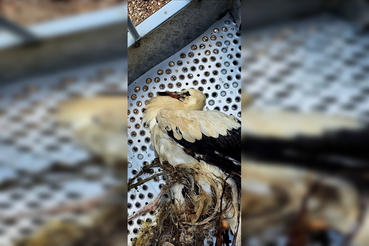 FOTO: Hasiči z Piešťan mali netradičný zásah – zachraňovali bociana, foto 3