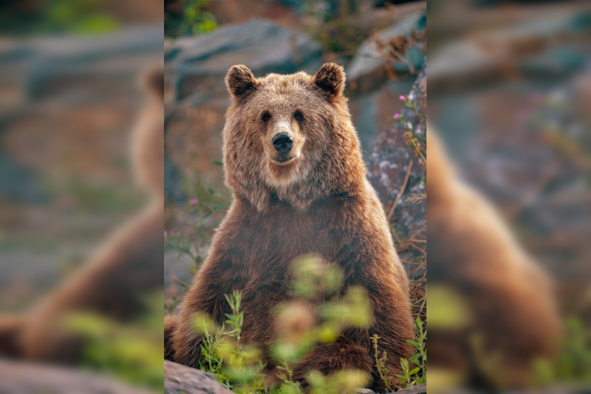 FOTO: V Malkia Parku zomrel medvedica Hildegard, foto 1