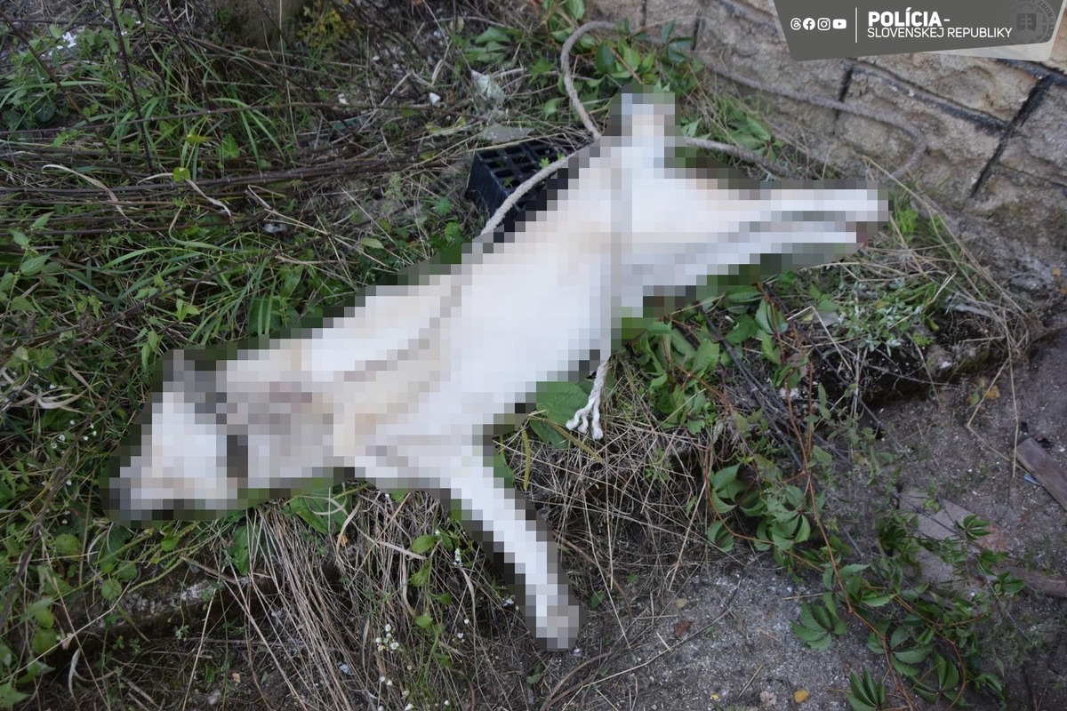 FOTO: Otrasný prípad týrania zvieraťa v Chtelnici, foto 3