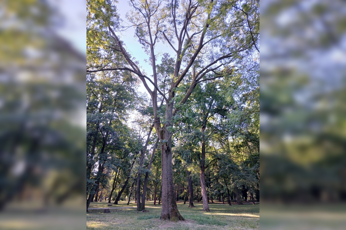 FOTO: Rúbanie stromov v senickom parku, foto 1