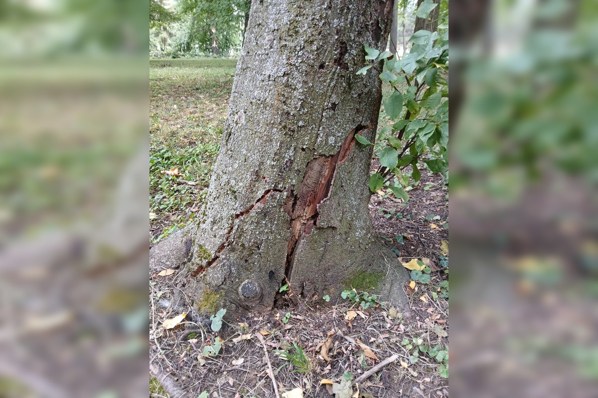 FOTO: Rúbanie stromov v senickom parku, foto 2