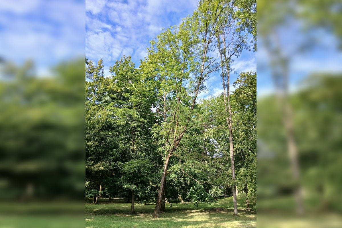 FOTO: Rúbanie stromov v senickom parku, foto 3