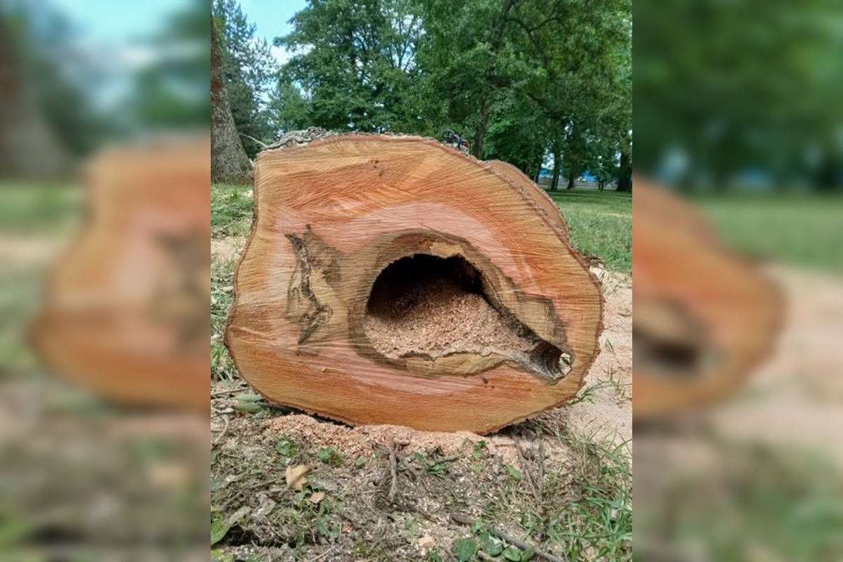 FOTO: Rúbanie stromov v senickom parku, foto 4