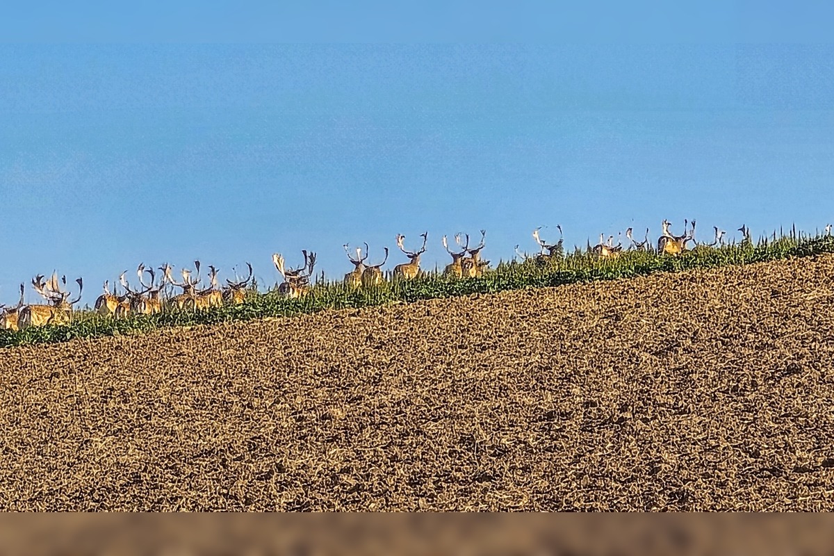 FOTO: Na Záhorí skrížilo cestu šoférom stádo stoviek danielov, foto 3