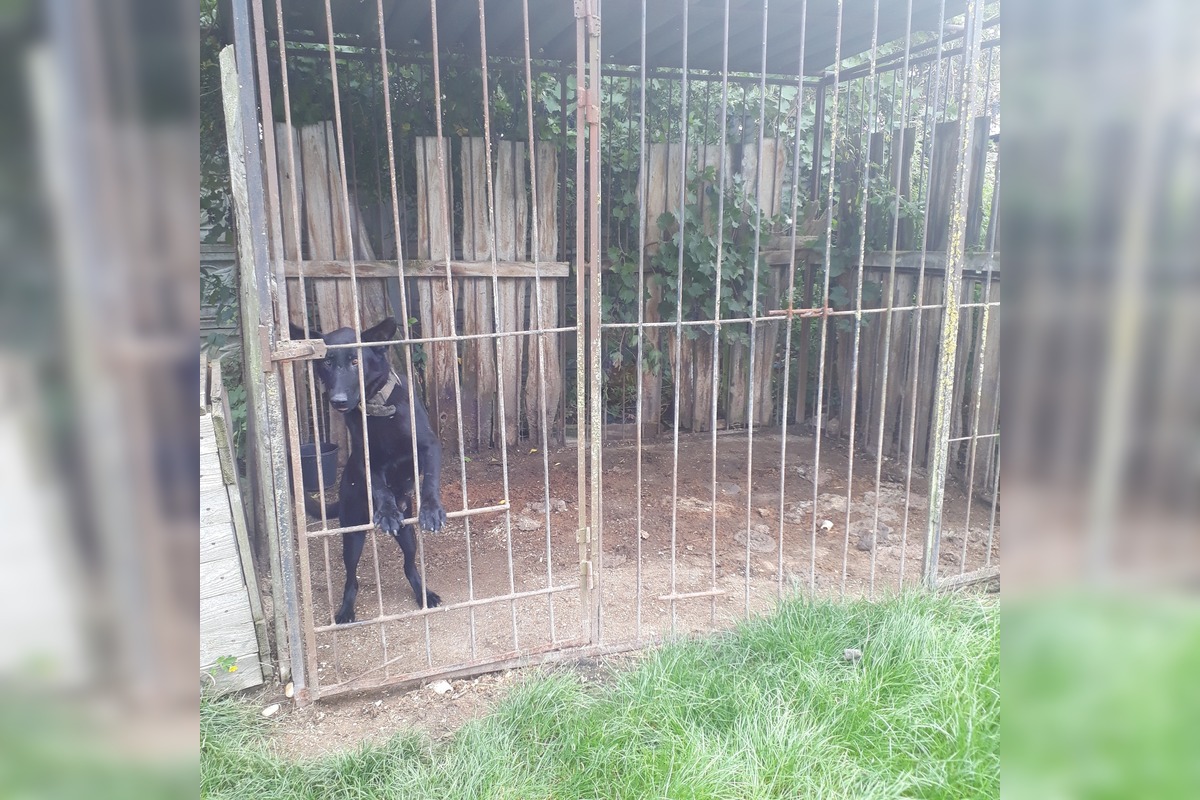 FOTO: V Jablonici veterinári odhalili nelegálnu množiareň psov v zlých podmienkach, foto 1