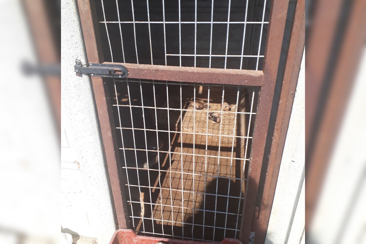 FOTO: V Jablonici veterinári odhalili nelegálnu množiareň psov v zlých podmienkach, foto 2