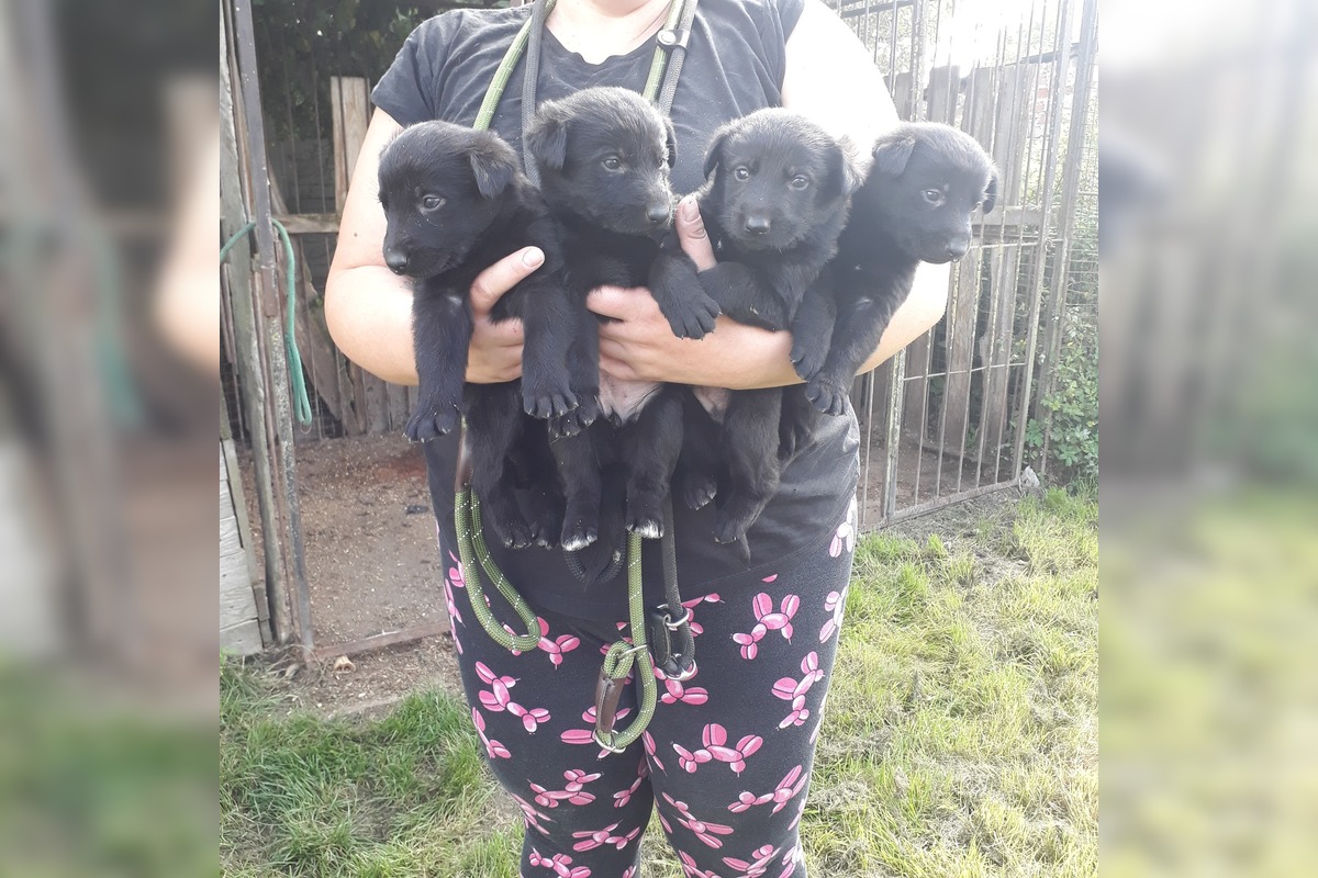 FOTO: V Jablonici veterinári odhalili nelegálnu množiareň psov v zlých podmienkach, foto 3