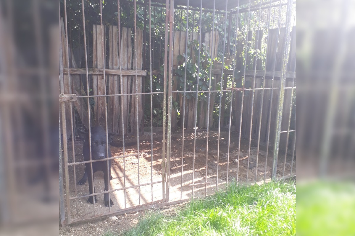 FOTO: V Jablonici veterinári odhalili nelegálnu množiareň psov v zlých podmienkach, foto 4