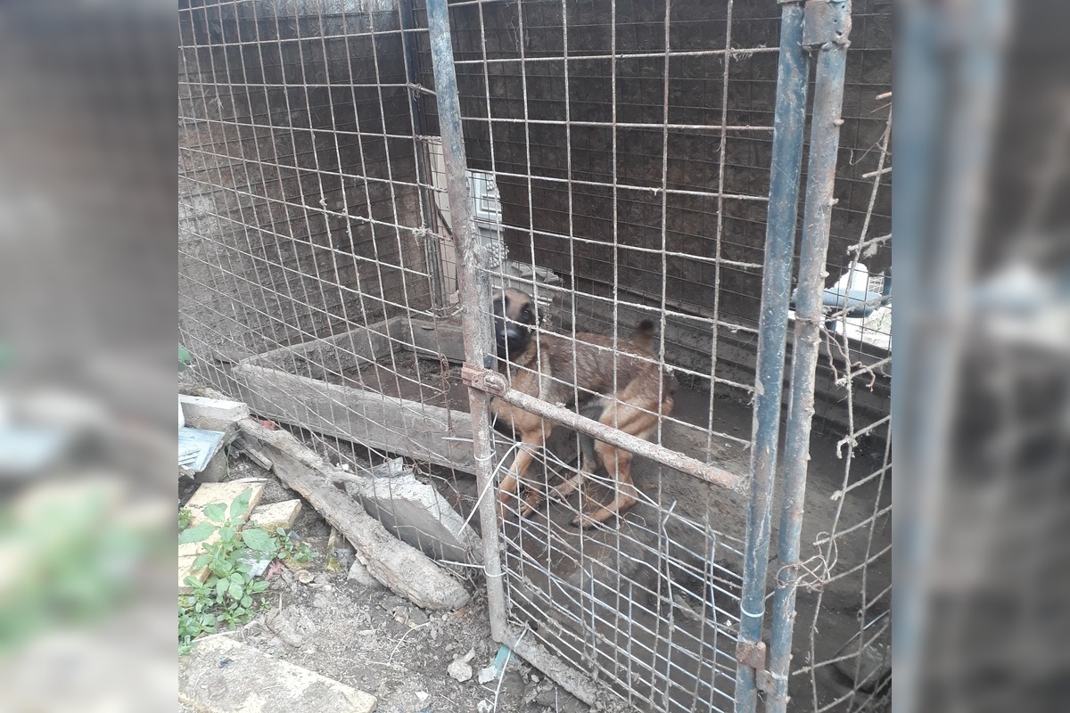 FOTO: V Jablonici veterinári odhalili nelegálnu množiareň psov v zlých podmienkach, foto 6