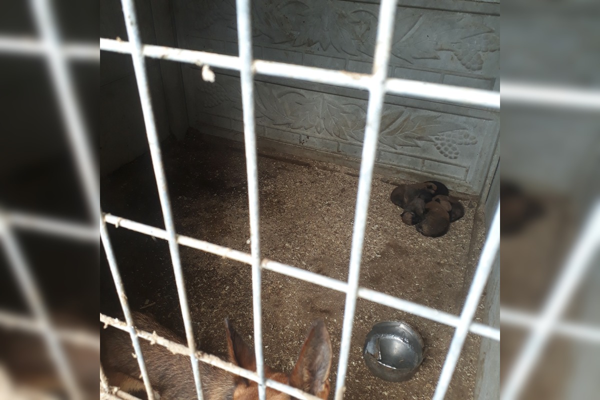 FOTO: V Jablonici veterinári odhalili nelegálnu množiareň psov v zlých podmienkach, foto 7