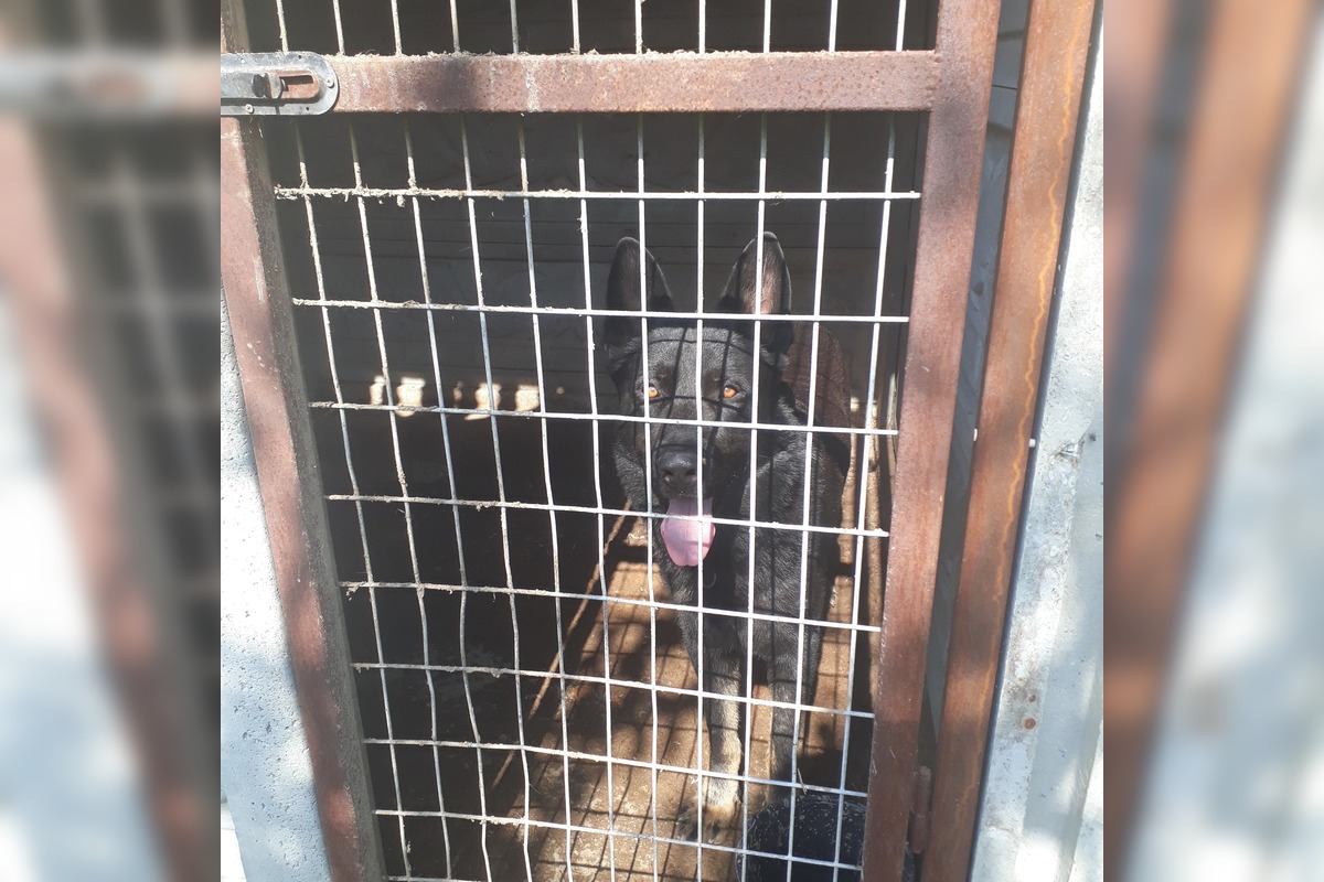 FOTO: V Jablonici veterinári odhalili nelegálnu množiareň psov v zlých podmienkach, foto 9