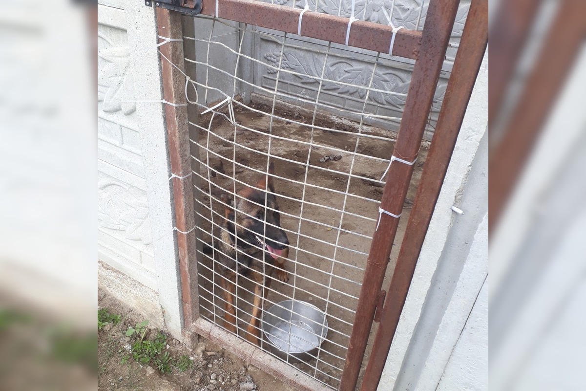 FOTO: V Jablonici veterinári odhalili nelegálnu množiareň psov v zlých podmienkach, foto 10