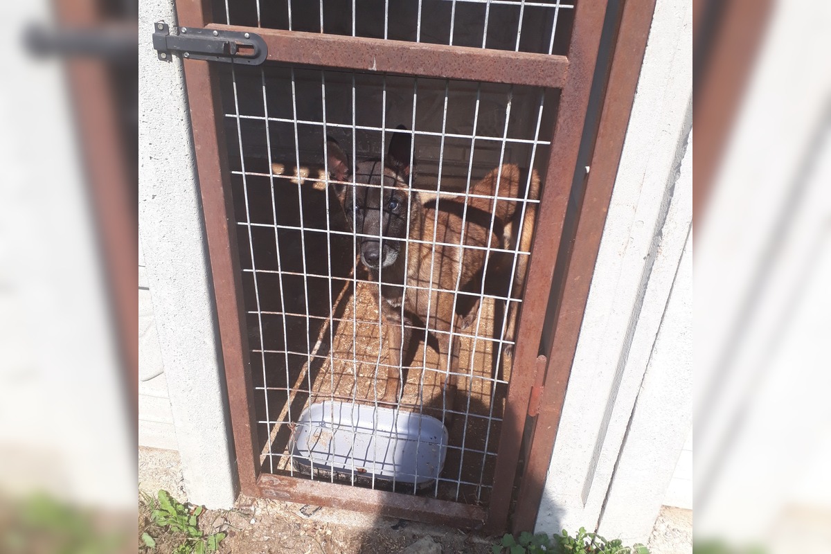 FOTO: V Jablonici veterinári odhalili nelegálnu množiareň psov v zlých podmienkach, foto 11