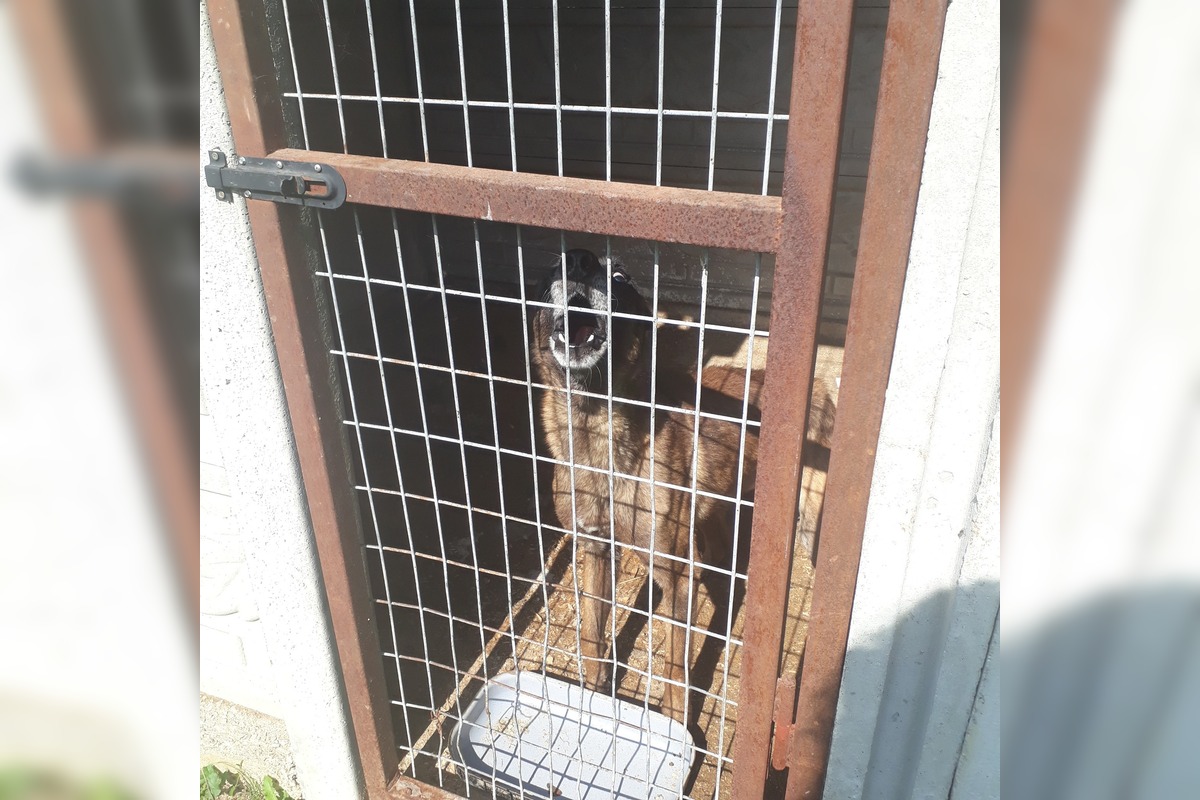 FOTO: V Jablonici veterinári odhalili nelegálnu množiareň psov v zlých podmienkach, foto 12