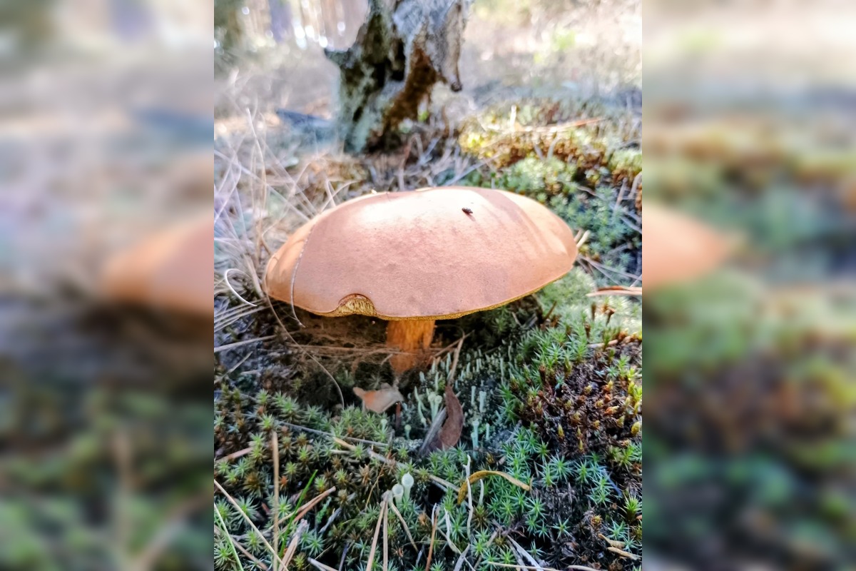 FOTO: Na Zahorí je dubákový raj, foto 1