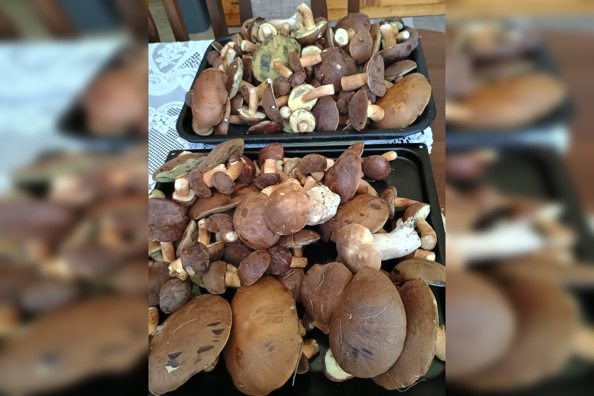 FOTO: Na Zahorí je dubákový raj, foto 2