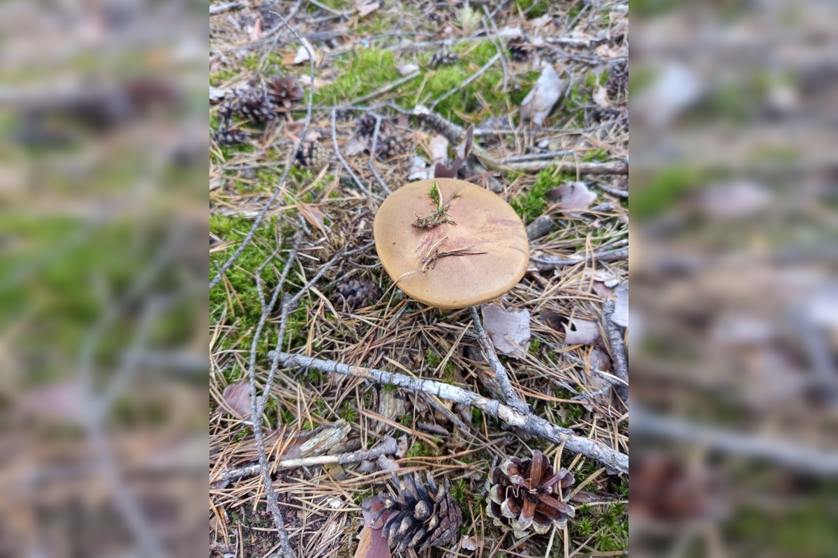 FOTO: Na Zahorí je dubákový raj, foto 3