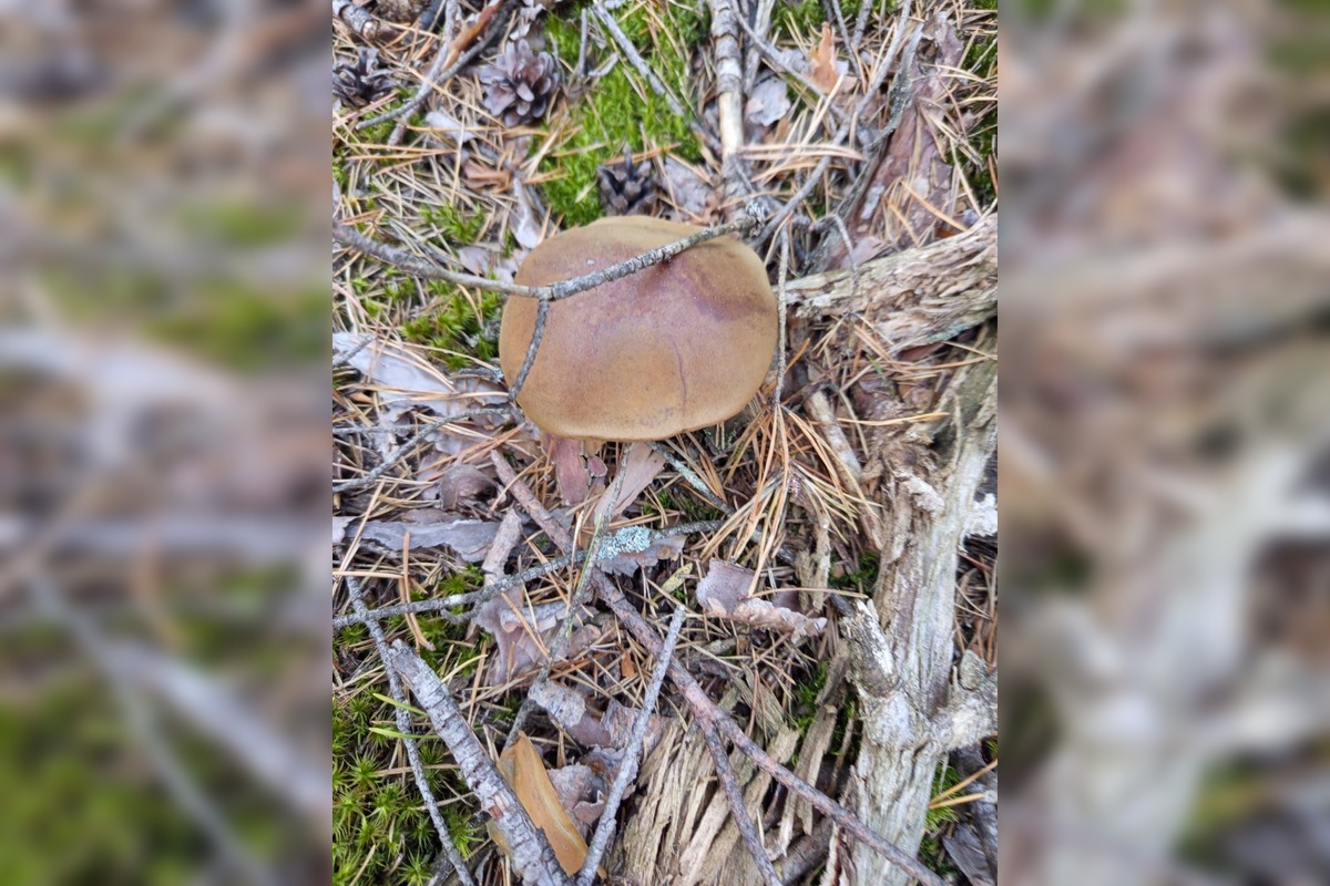 FOTO: Na Zahorí je dubákový raj, foto 4