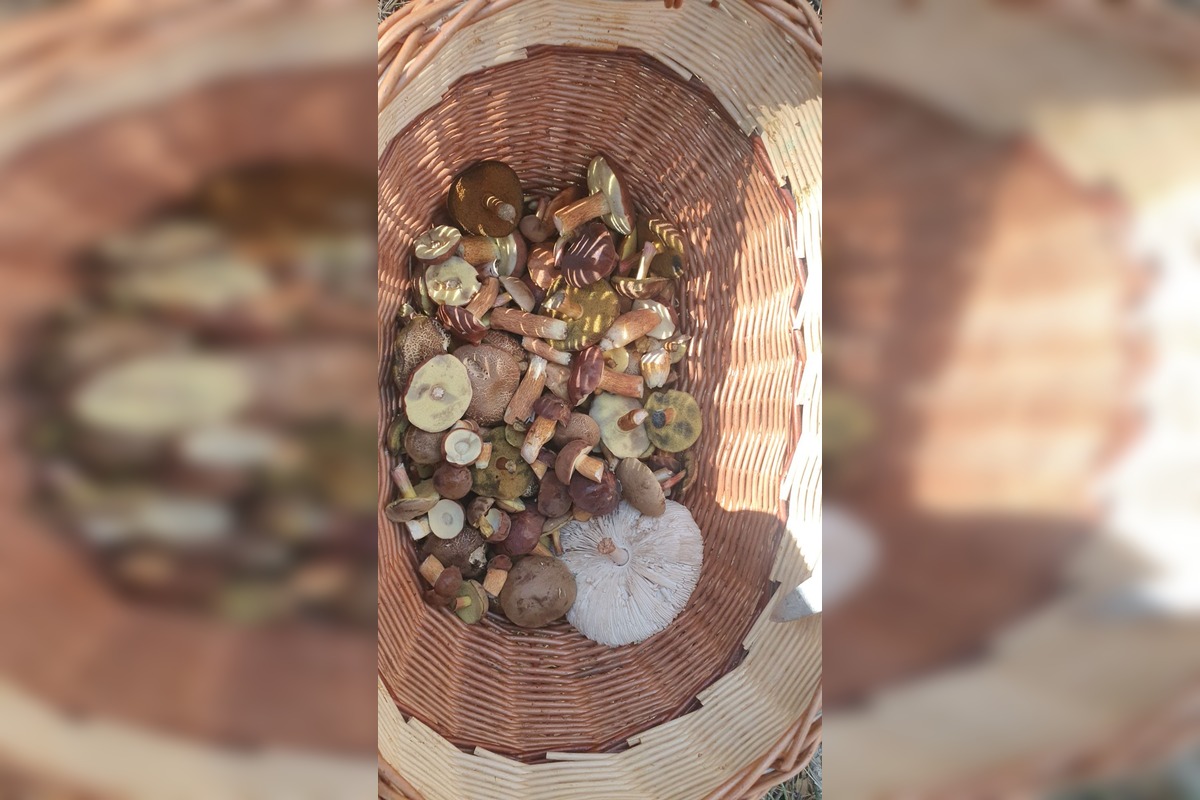 FOTO: Na Zahorí je dubákový raj, foto 5