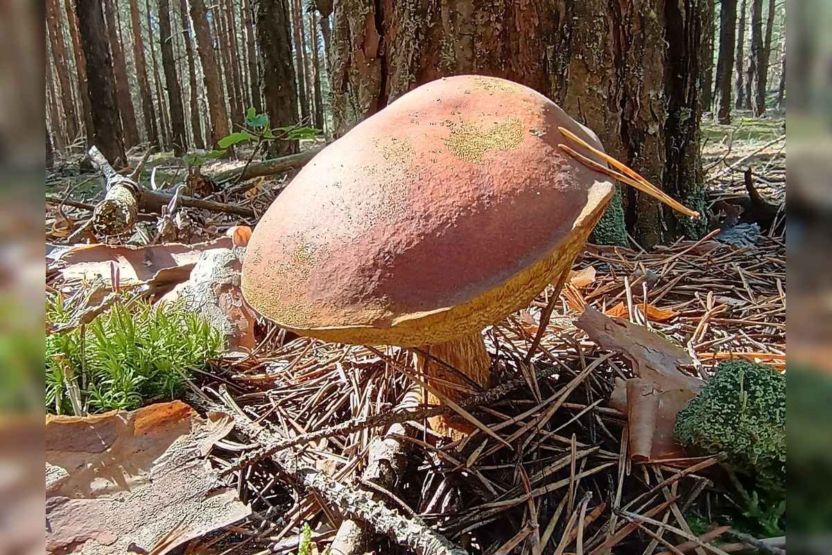 FOTO: Na Zahorí je dubákový raj, foto 6