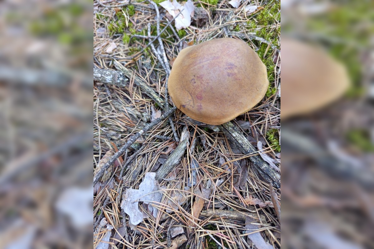 FOTO: Na Zahorí je dubákový raj, foto 7