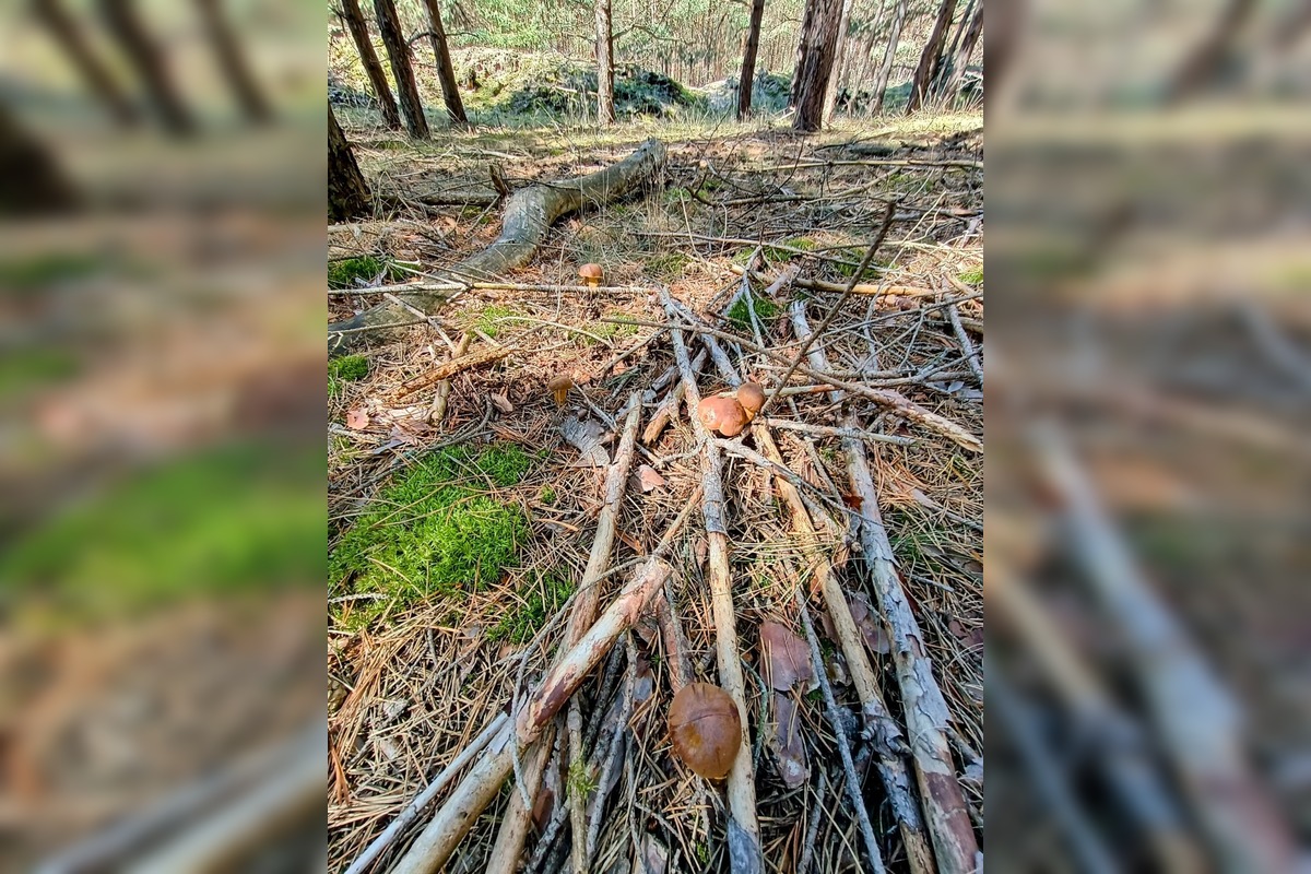 FOTO: Na Zahorí je dubákový raj, foto 8