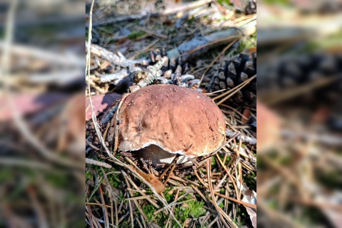 FOTO: Na Zahorí je dubákový raj, foto 9