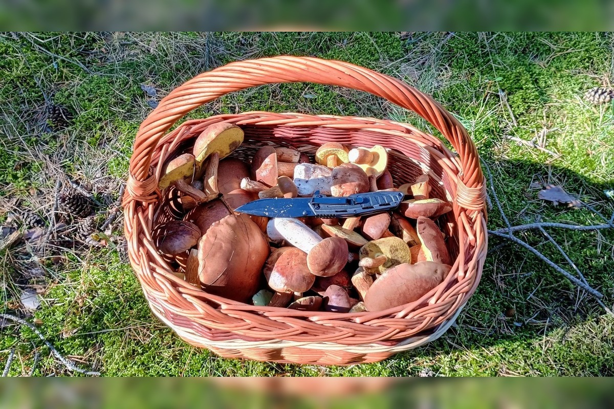 FOTO: Na Zahorí je dubákový raj, foto 10