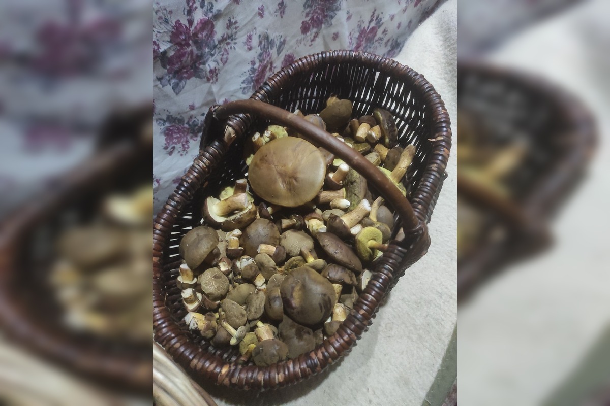 FOTO: Na Zahorí je dubákový raj, foto 11