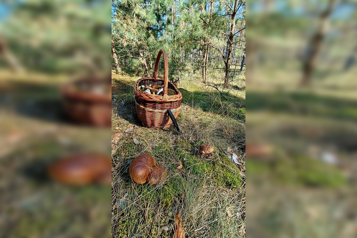 FOTO: Na Zahorí je dubákový raj, foto 12