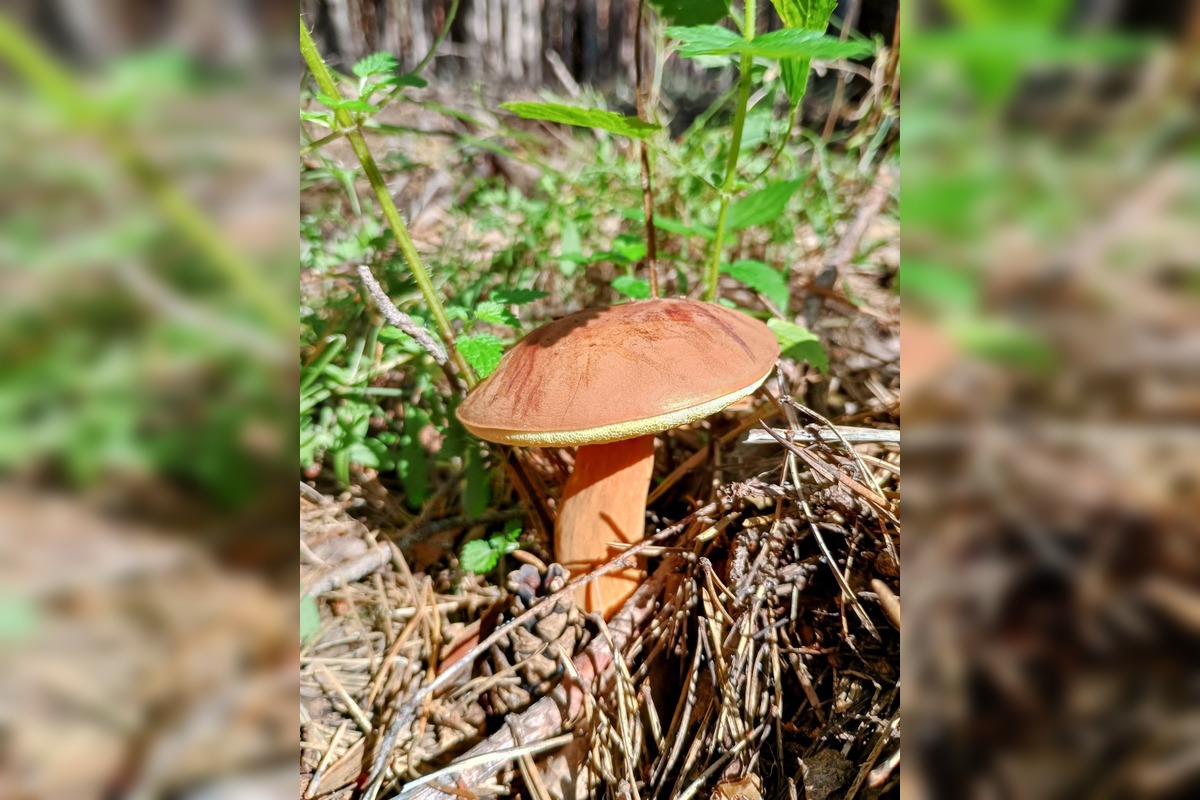 FOTO: Na Zahorí je dubákový raj, foto 13