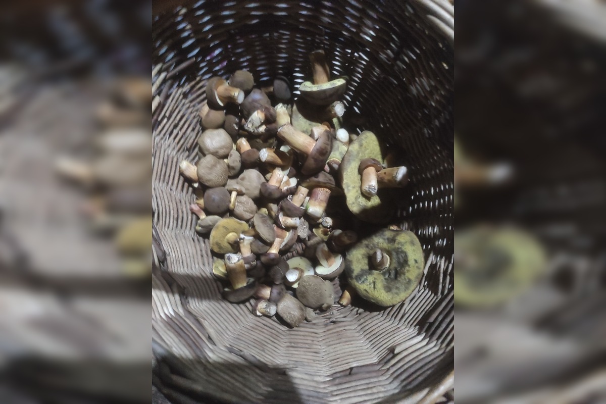 FOTO: Na Zahorí je dubákový raj, foto 14