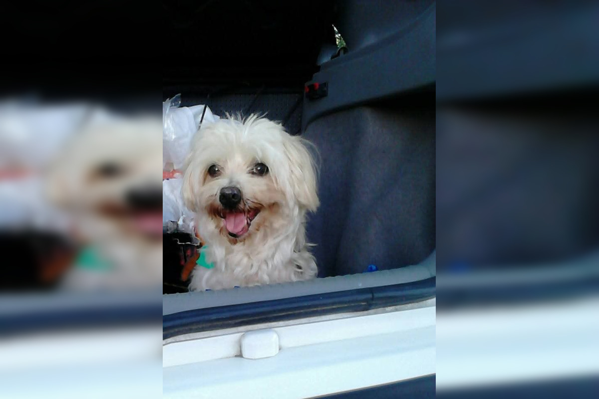 FOTO: Psíčkari sa podelil s fotkami svojich miláčikov, foto 2