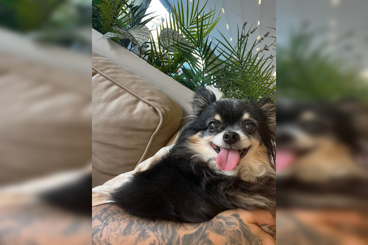 FOTO: Psíčkari sa podelil s fotkami svojich miláčikov, foto 5