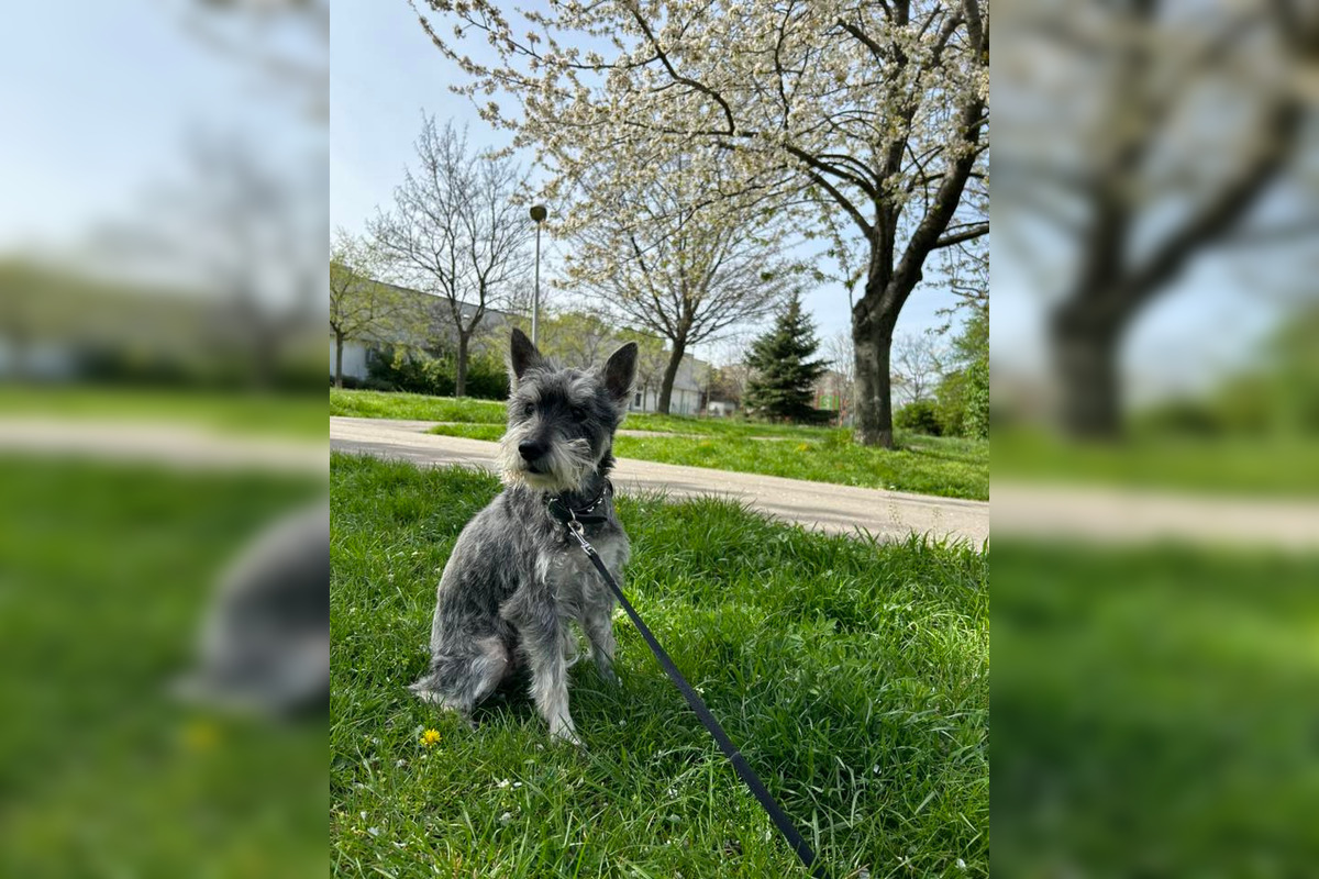 FOTO: Psíčkari sa podelil s fotkami svojich miláčikov, foto 6