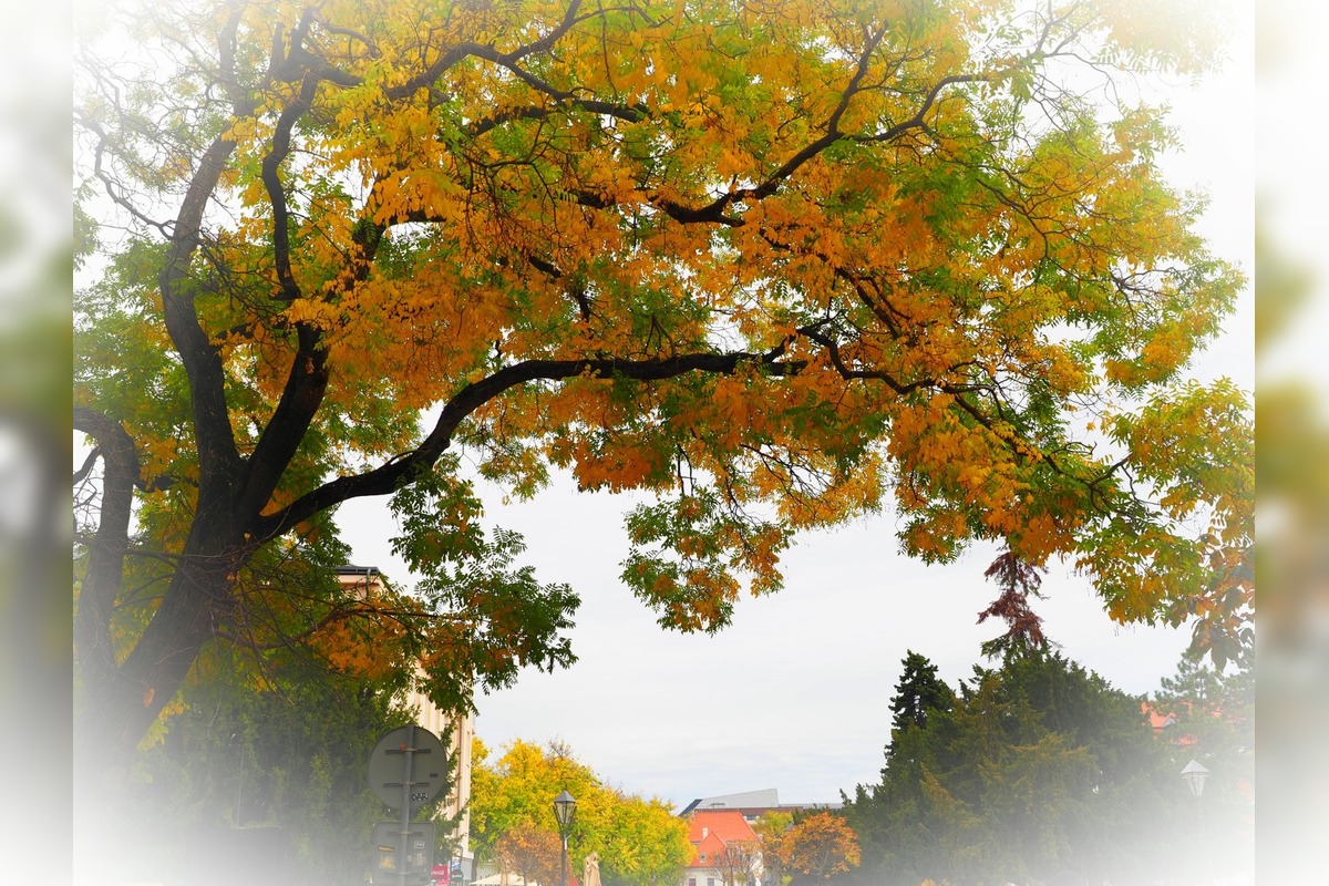 FOTO: Trnavčanka zachytila krásu Trnavy počas jesene, foto 3