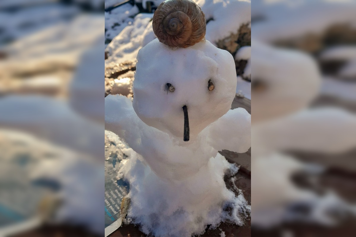 FOTO: Z prvého snehu v Trnave vzniklo hneď niekoľko snehuliakov, foto 8